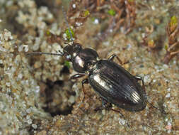 Image of Bembidion (Chlorodium) pygmaeum (Fabricius 1792)