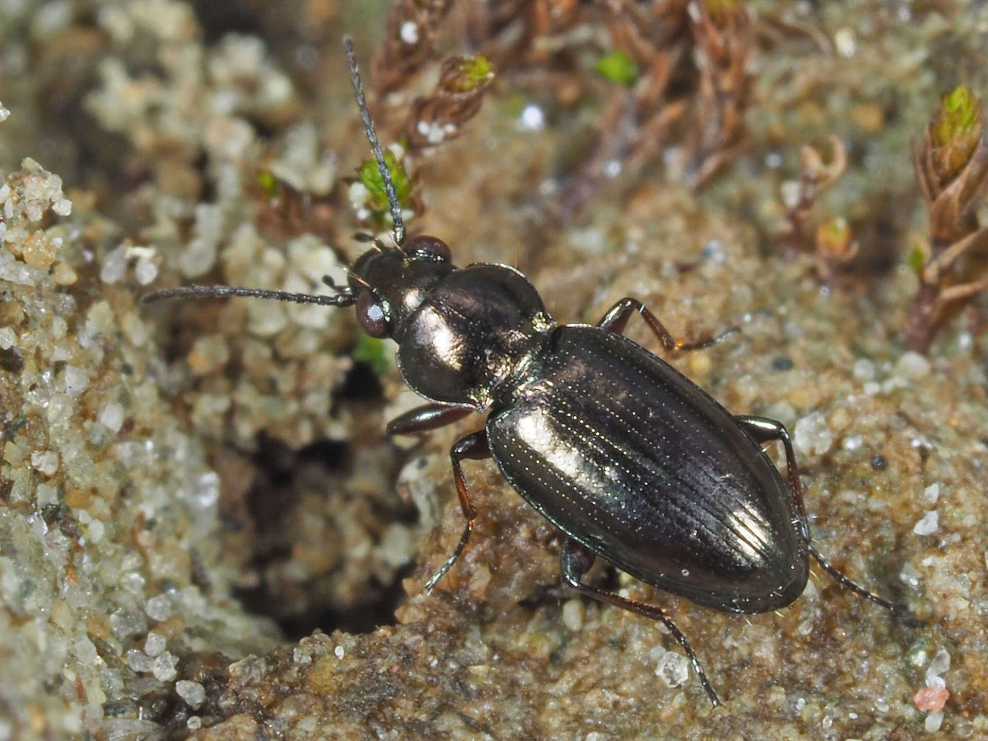 Plancia ëd Bembidion (Chlorodium) pygmaeum (Fabricius 1792)