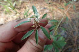 Слика од Croton argyranthemus Michx.