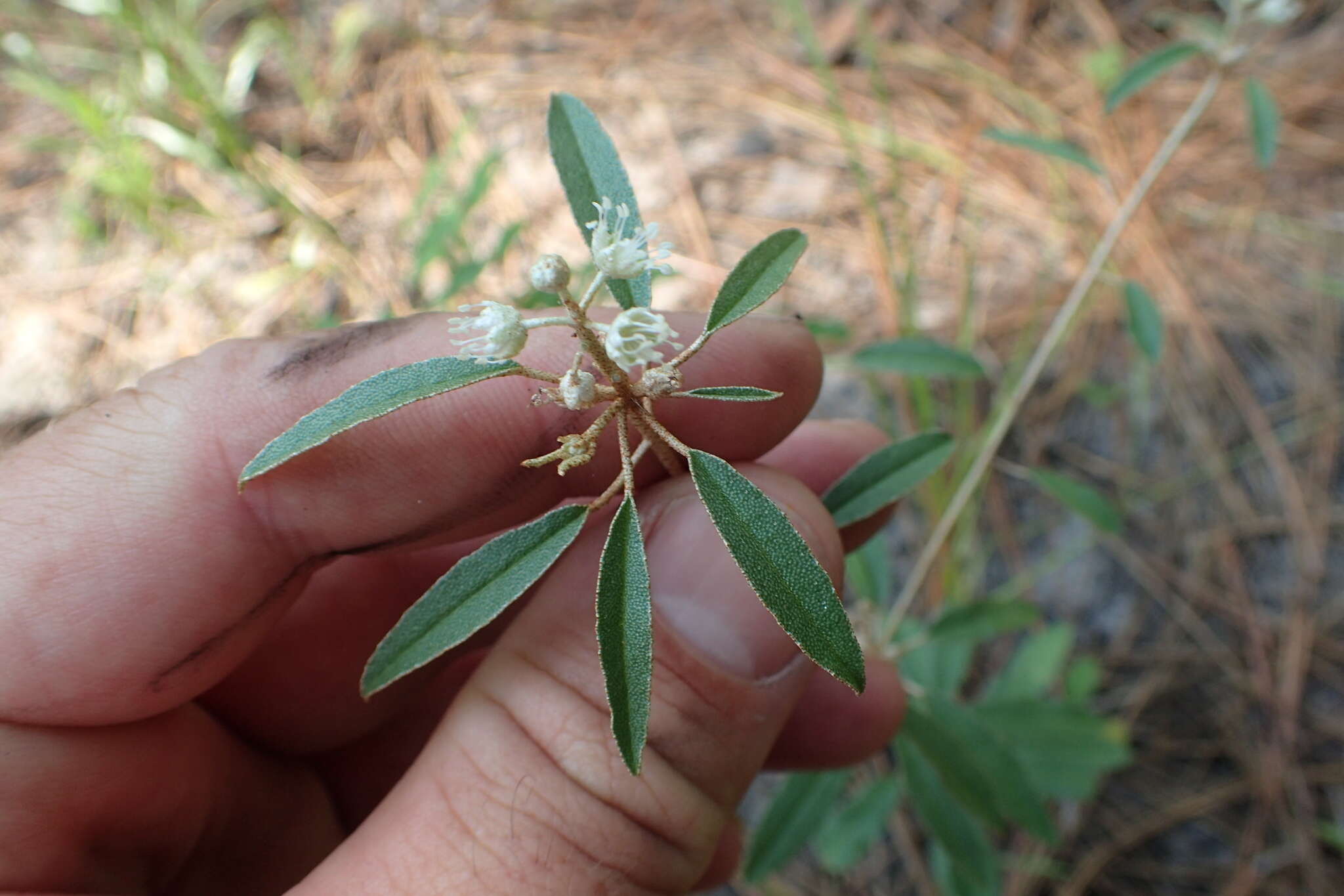 Слика од Croton argyranthemus Michx.