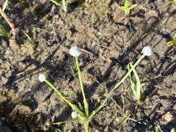 Image of Gulf Pipewort