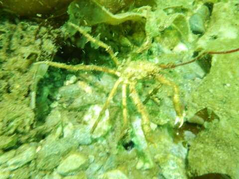 Image of graceful decorator crab