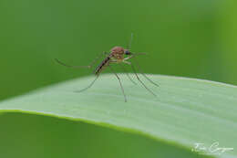 صورة Aedes cinereus Meigen 1818