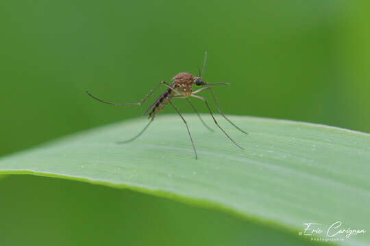 Image of Minute Floodwater Mosquito