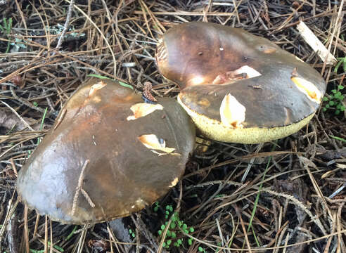 Image of Suillus pungens Thiers & A. H. Sm. 1964