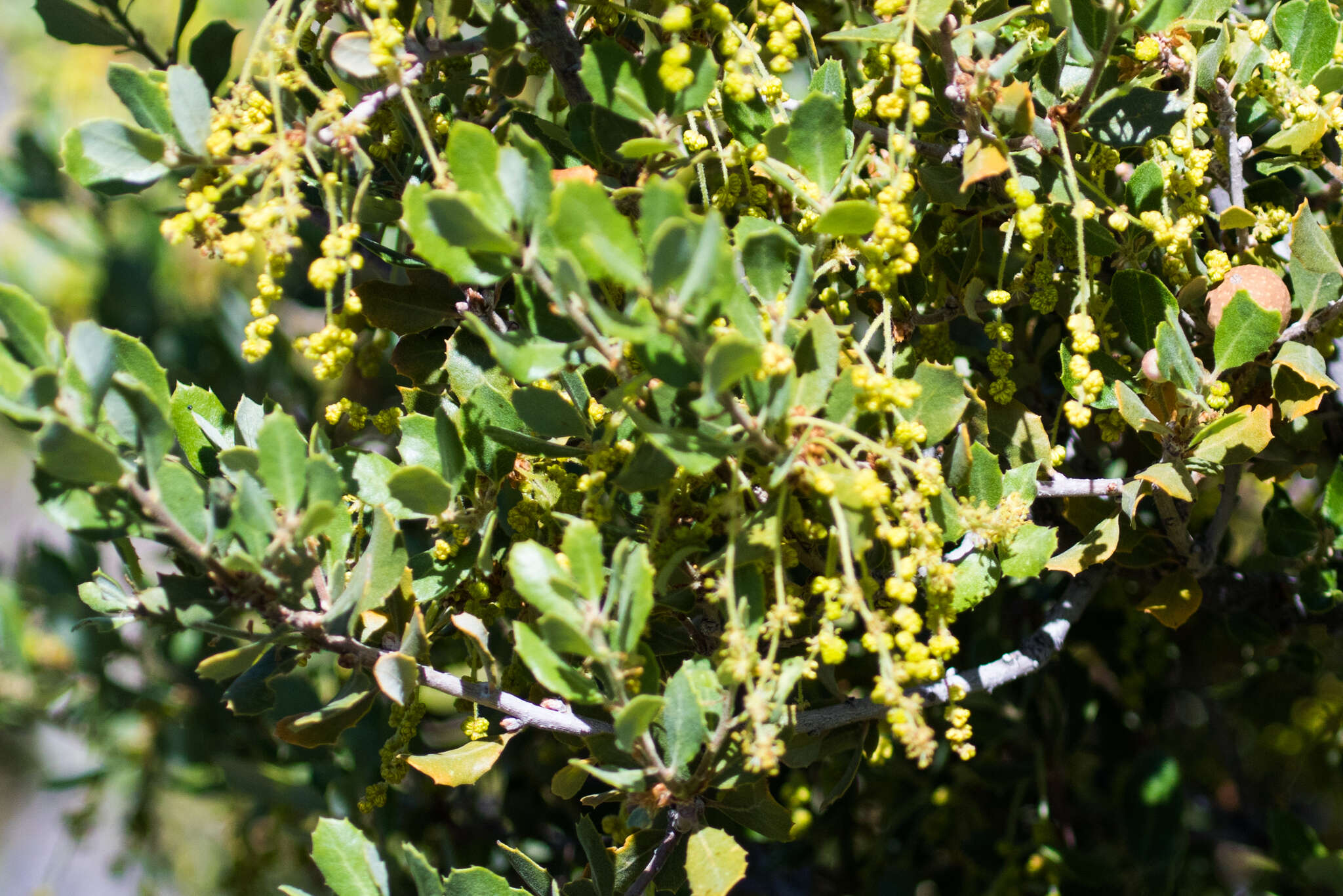 Image of Muller Oak