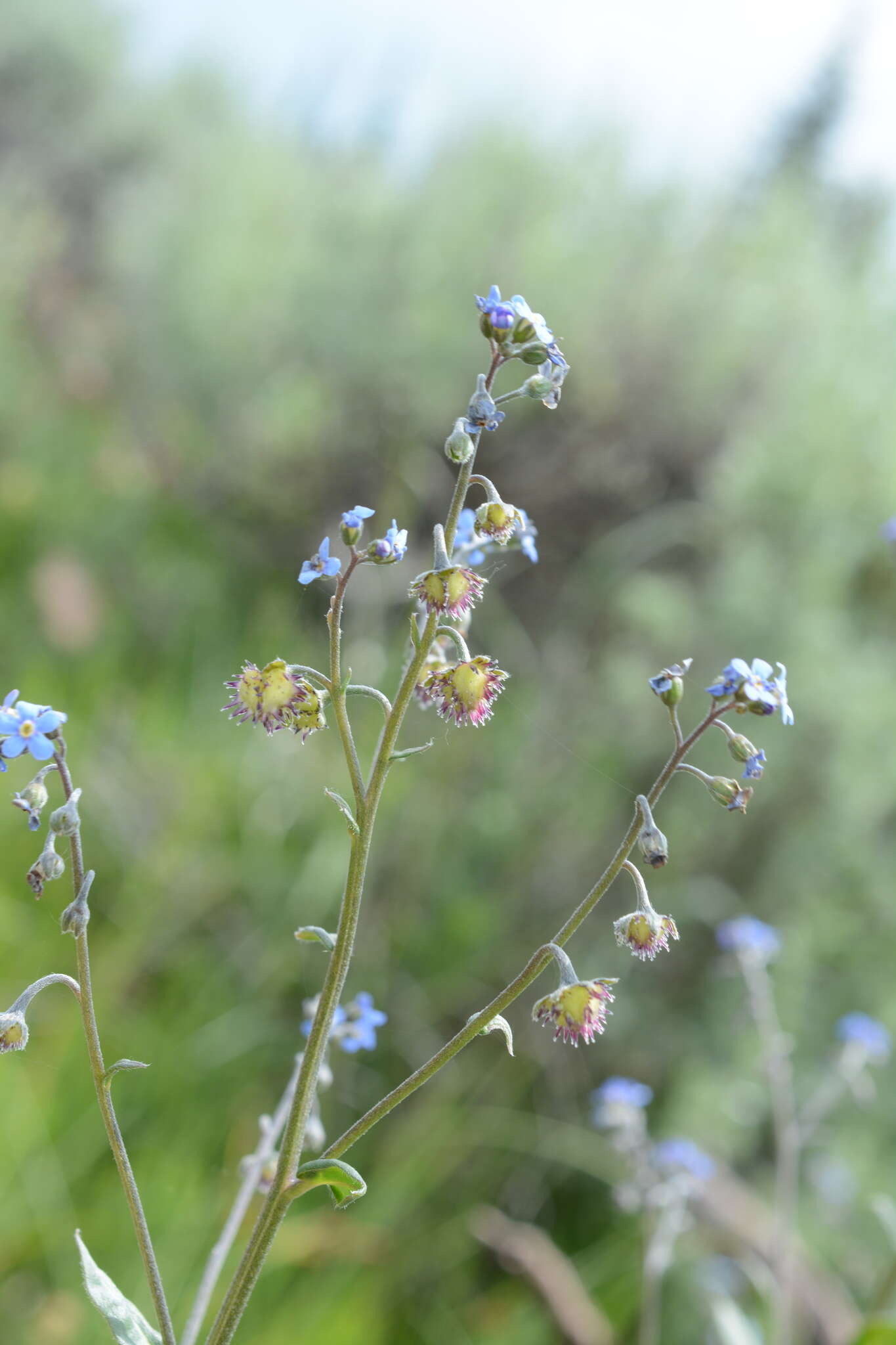 Image de hackélia bleu