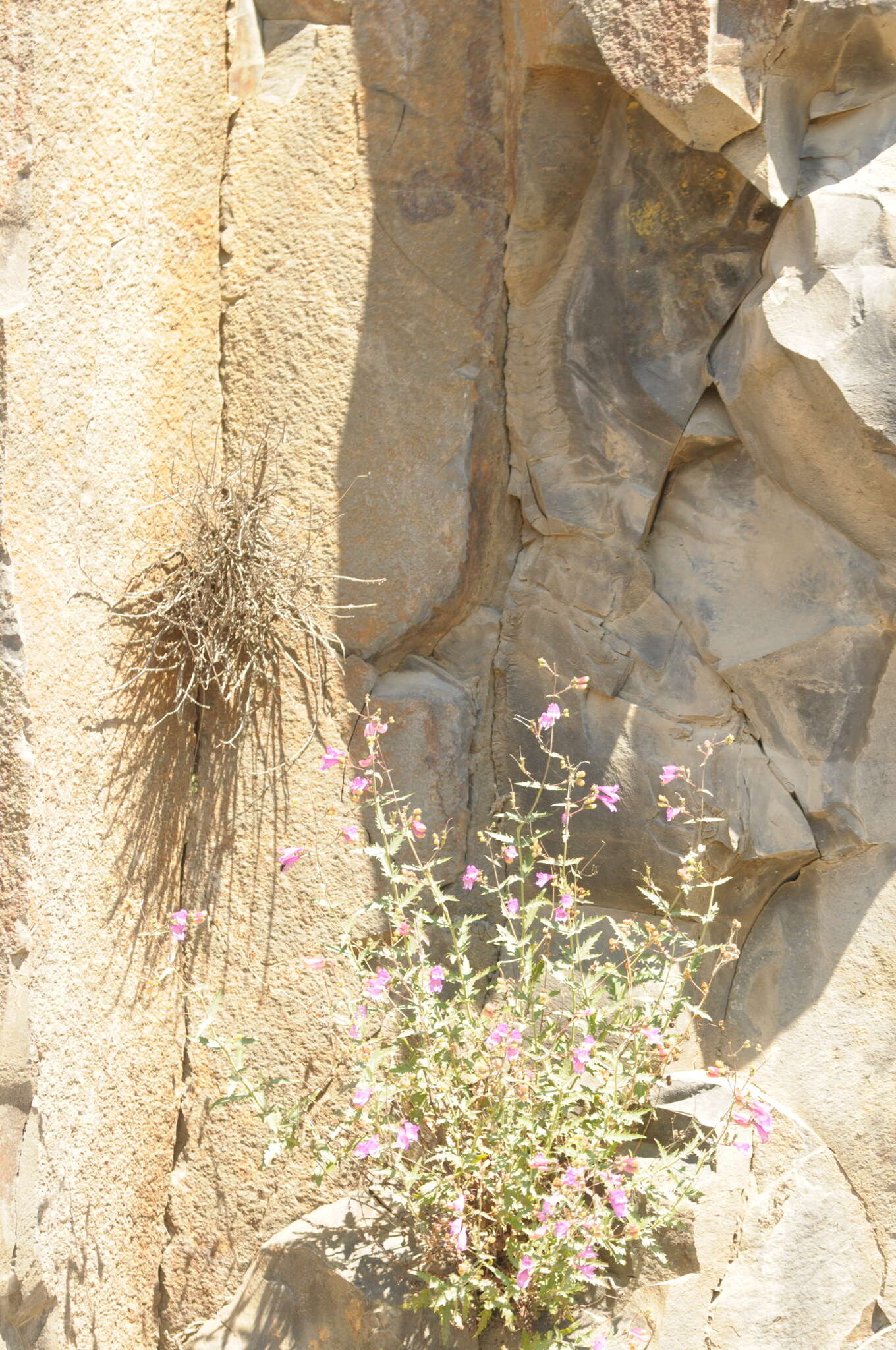 Image of cutleaf beardtongue