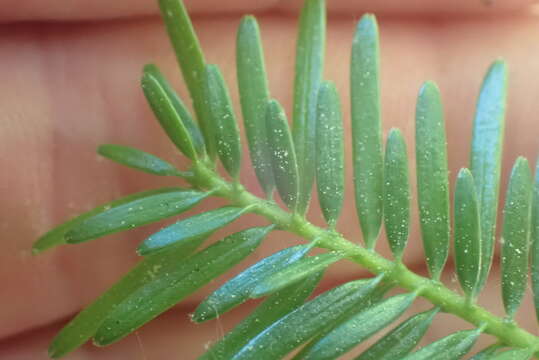 Image of Abies pinsapo var. marocana (Trab.) Ceballos & Bolaño