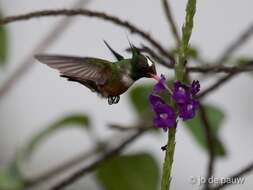 Lophornis adorabilis Salvin 1870 resmi