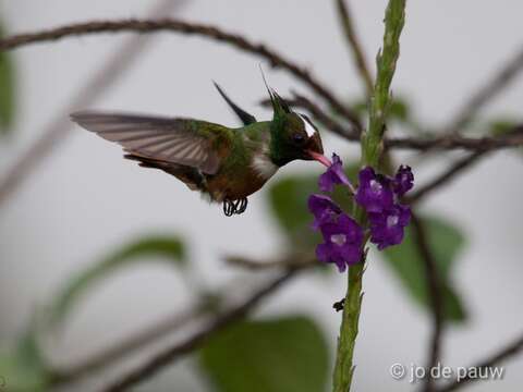 Image of White-crested Coquette