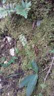 Imagem de Neotinea maculata (Desf.) Stearn