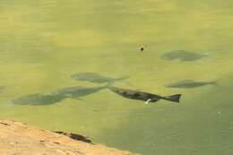 Image of Sevenspot archerfish