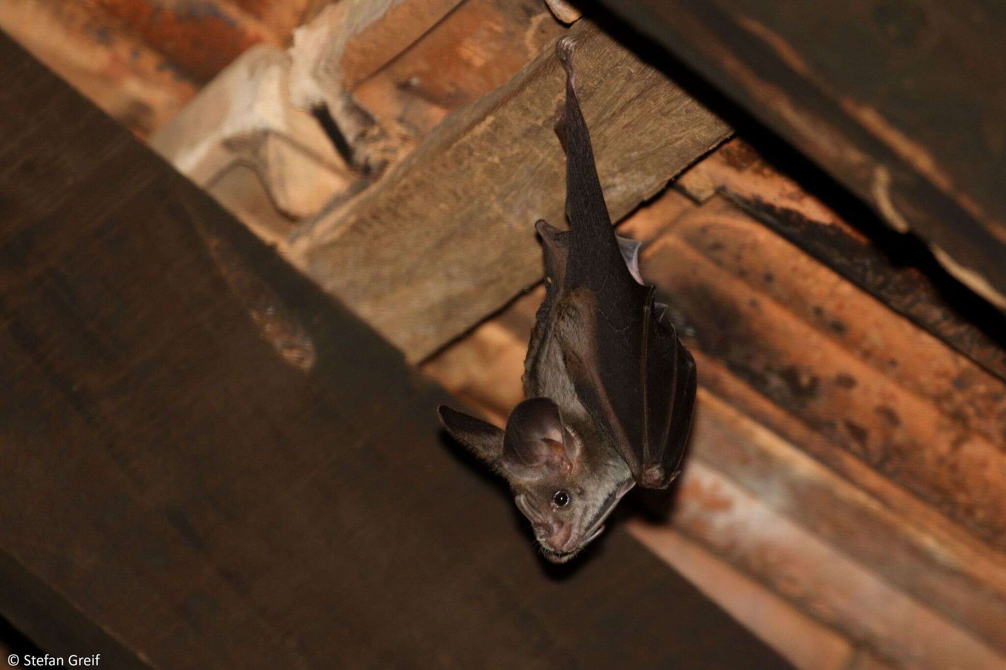 Image of Greater False Vampire Bat