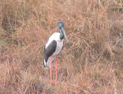 Sivun Ephippiorhynchus asiaticus australis (Shaw 1800) kuva