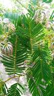 Image of Albizia polyphylla E. Fourn.