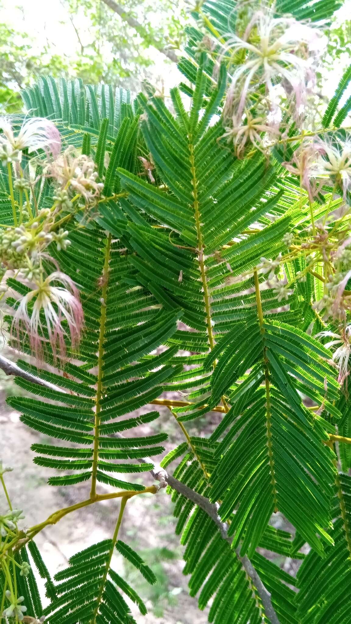 Image of Albizia polyphylla E. Fourn.