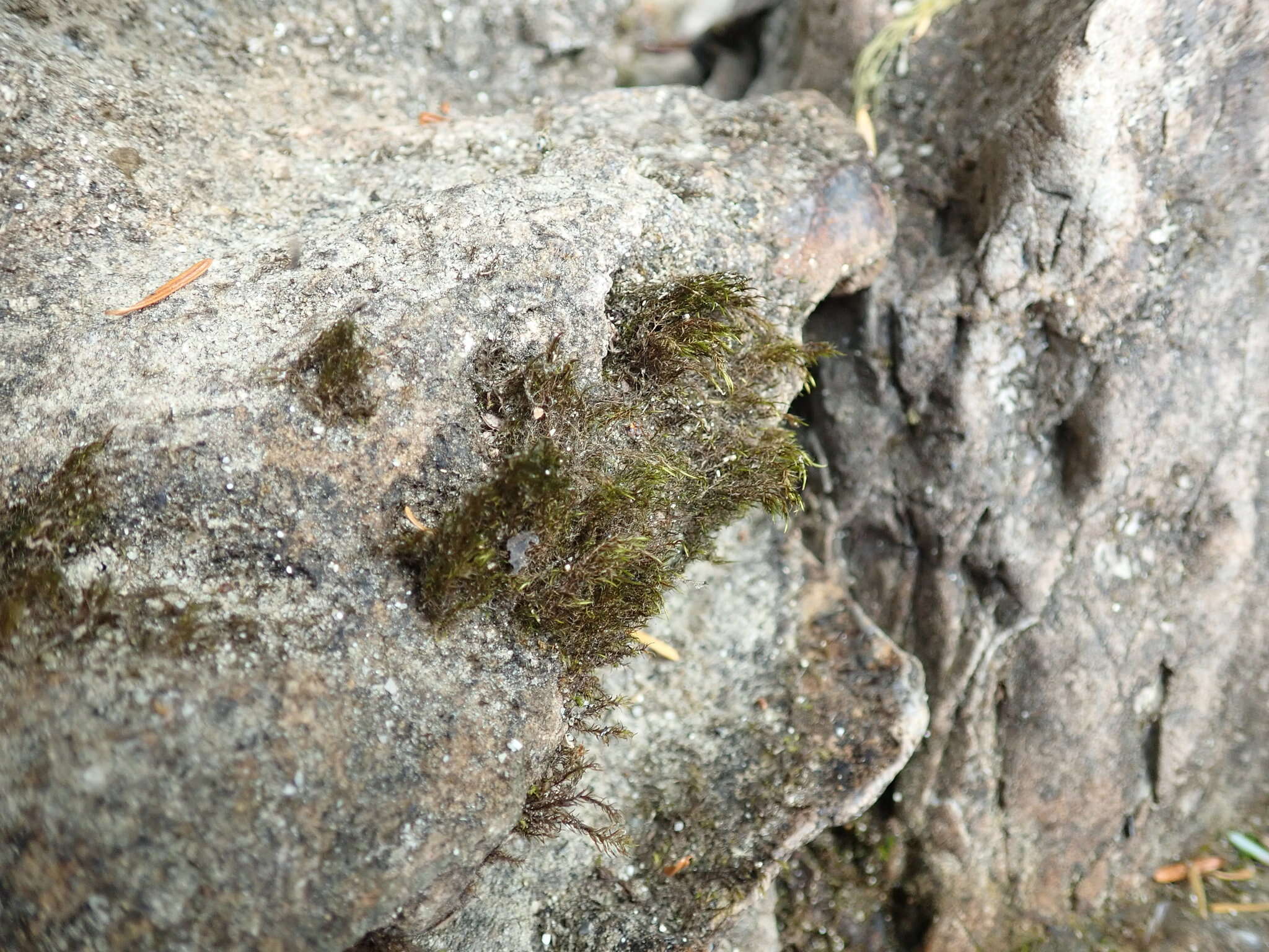 Image of bristly swan-neck moss