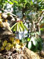 Image de Bulbophyllum fimbriatum (Lindl.) Rchb. fil.