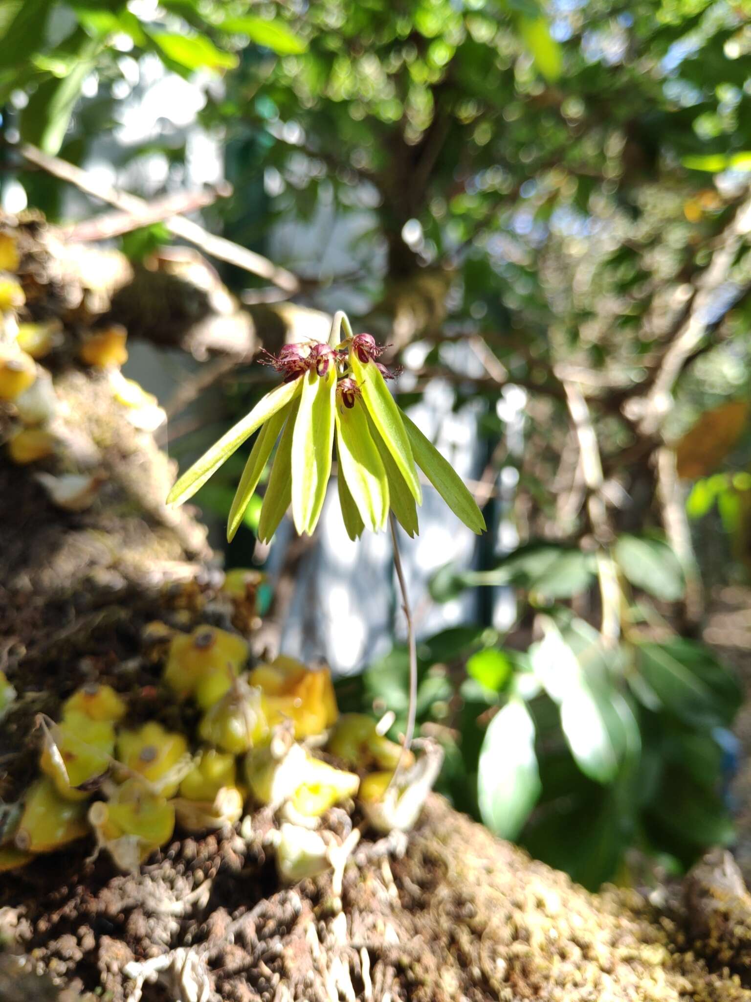 Image of Bulbophyllum fimbriatum (Lindl.) Rchb. fil.