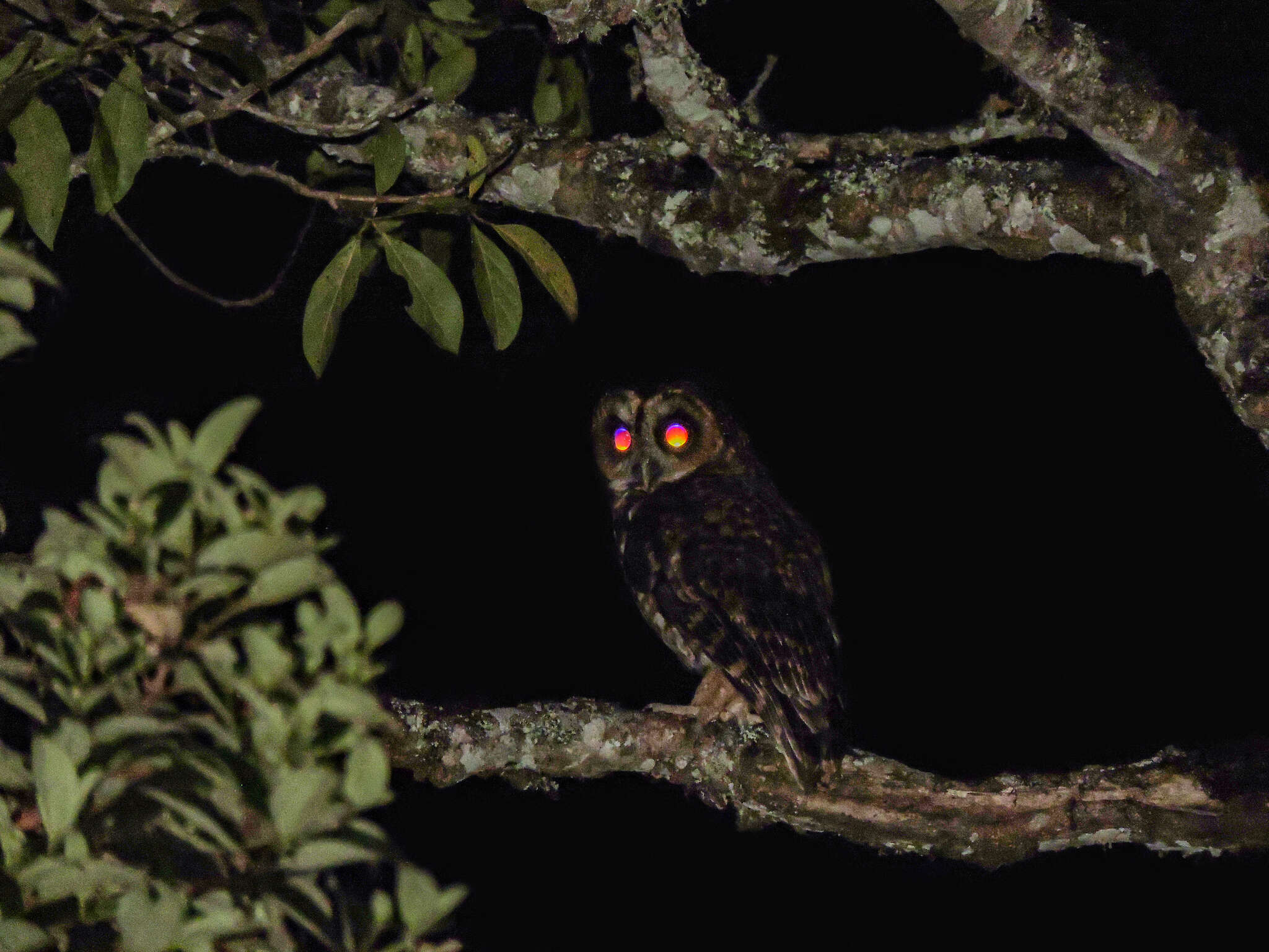 Image of Rufous-banded Owl