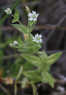 Image of beach starwort