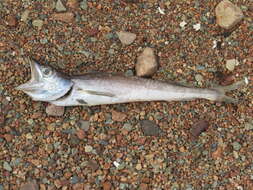Image of Atlantic hake