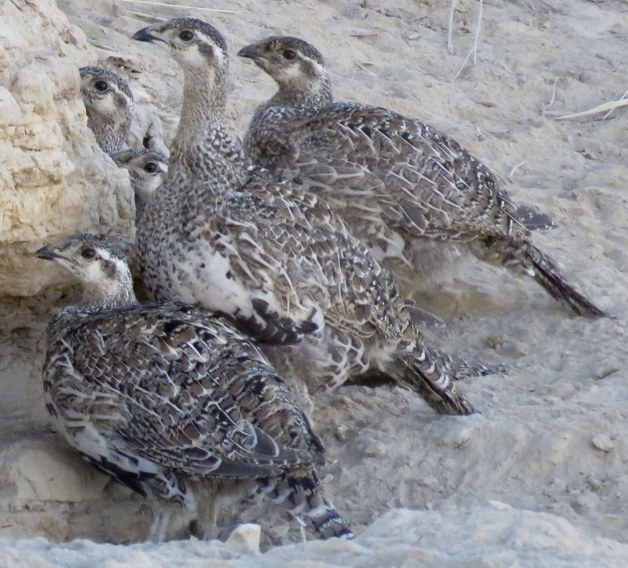 Image of Gunnison sage-grouse; greater sage-grouse