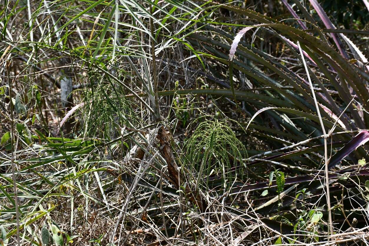 Image of Chamaedorea glaucifolia H. Wendl.