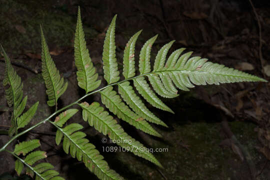 Arachniodes grossa (Tard. & C. Chr.) Ching的圖片