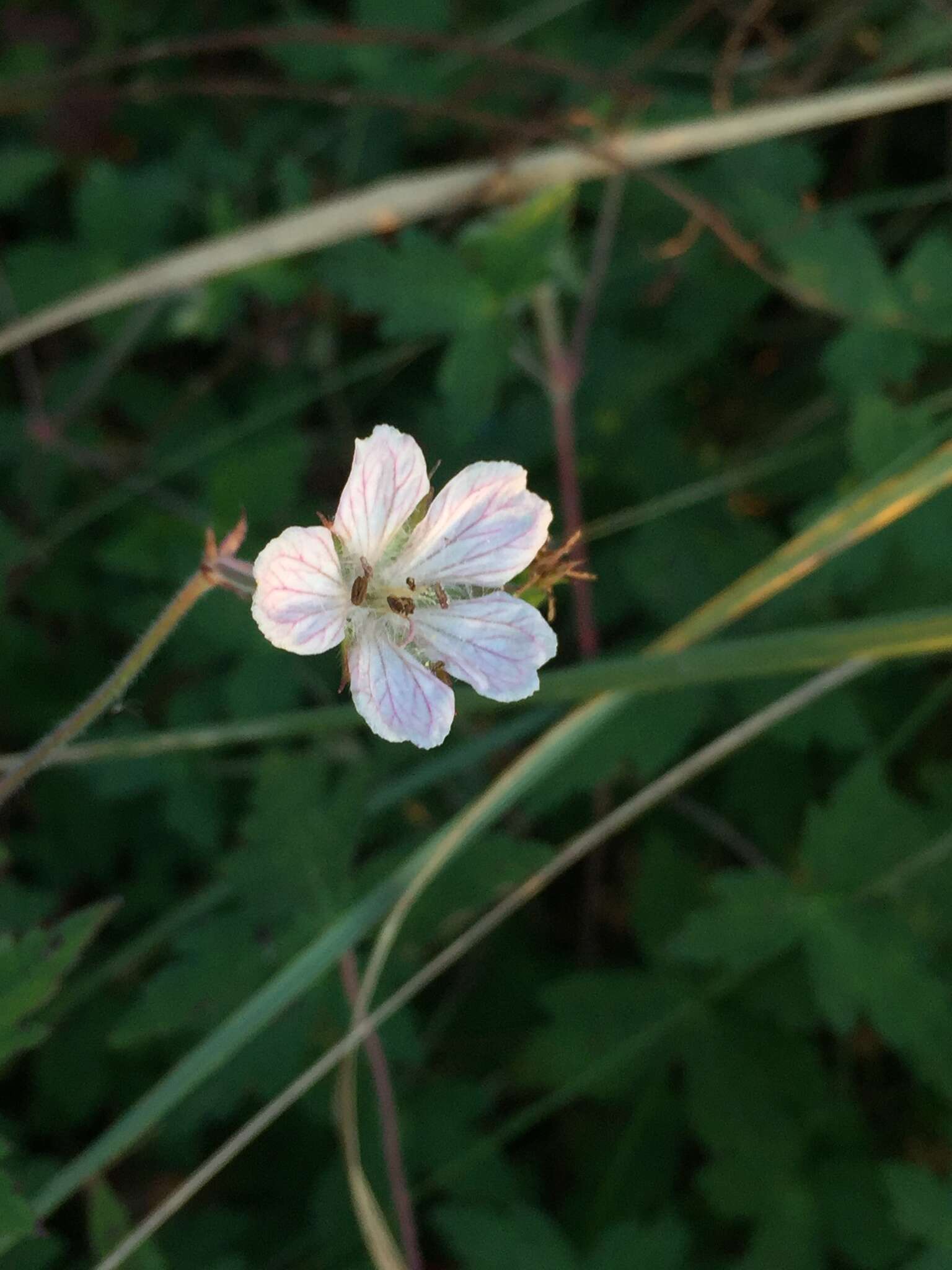 Image of Geranium deltoideum Rydb. ex Hanks & Small