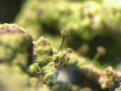 Image of needle lichen