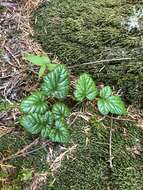 Image of snow raspberry