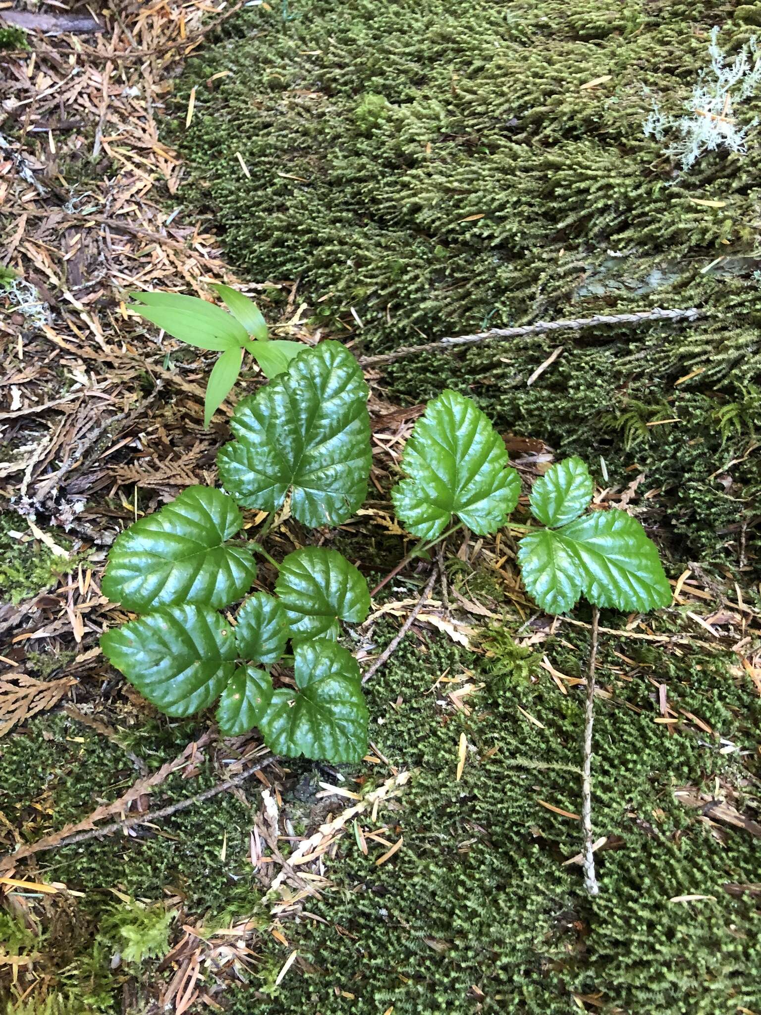 Plancia ëd Rubus nivalis Dougl. ex Hook.