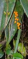 Image of Pleurothallis truncata Lindl.