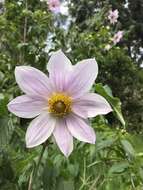 Image of Tree dahlia