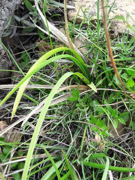 Image of Silver Moor Grass