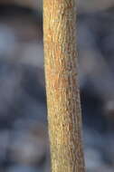 Image of Fraxinus pennsylvanica var. pennsylvanica