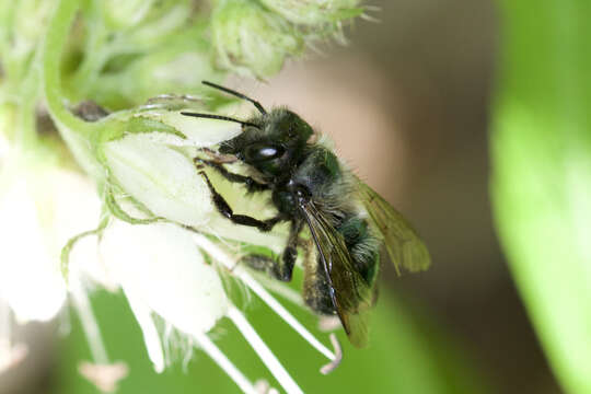 Image of <i>Osmia <i>lignaria</i></i> lignaria