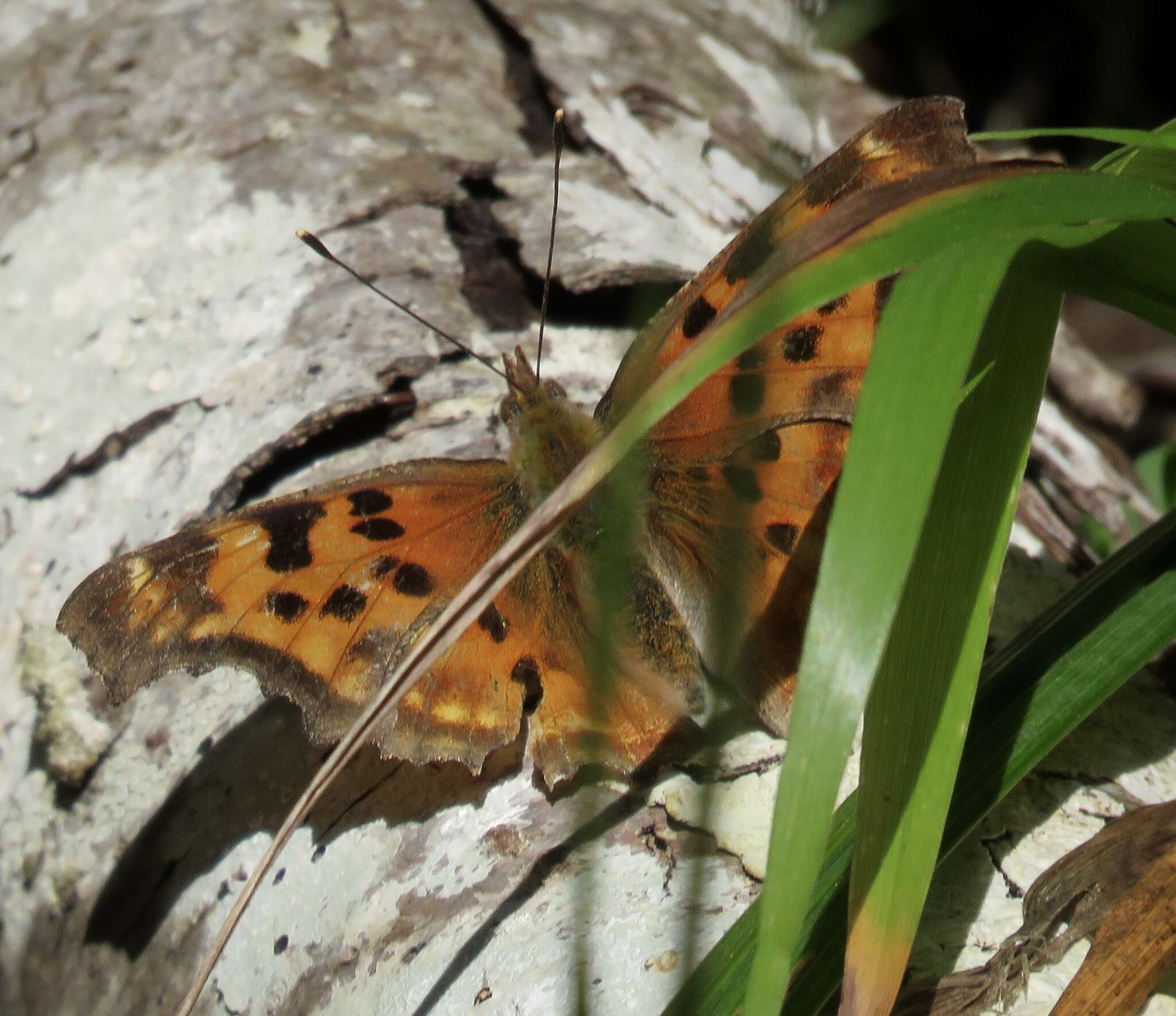 Image of Satyr Comma