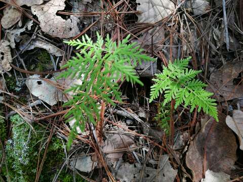 Image of Gaga marginata (Kunth) Fay W. Li & Windham