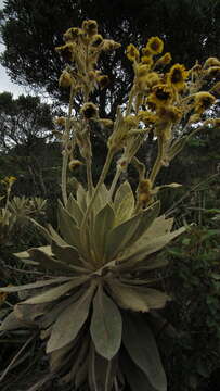 Image of Espeletia barclayana Cuatrec.