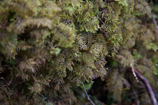 Image of hylocomium feather moss