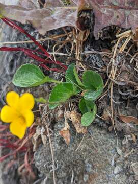 Image of Chilean yellow violet