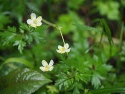 صورة Anemone stolonifera Maxim.