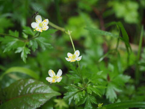 Image of Anemone stolonifera Maxim.