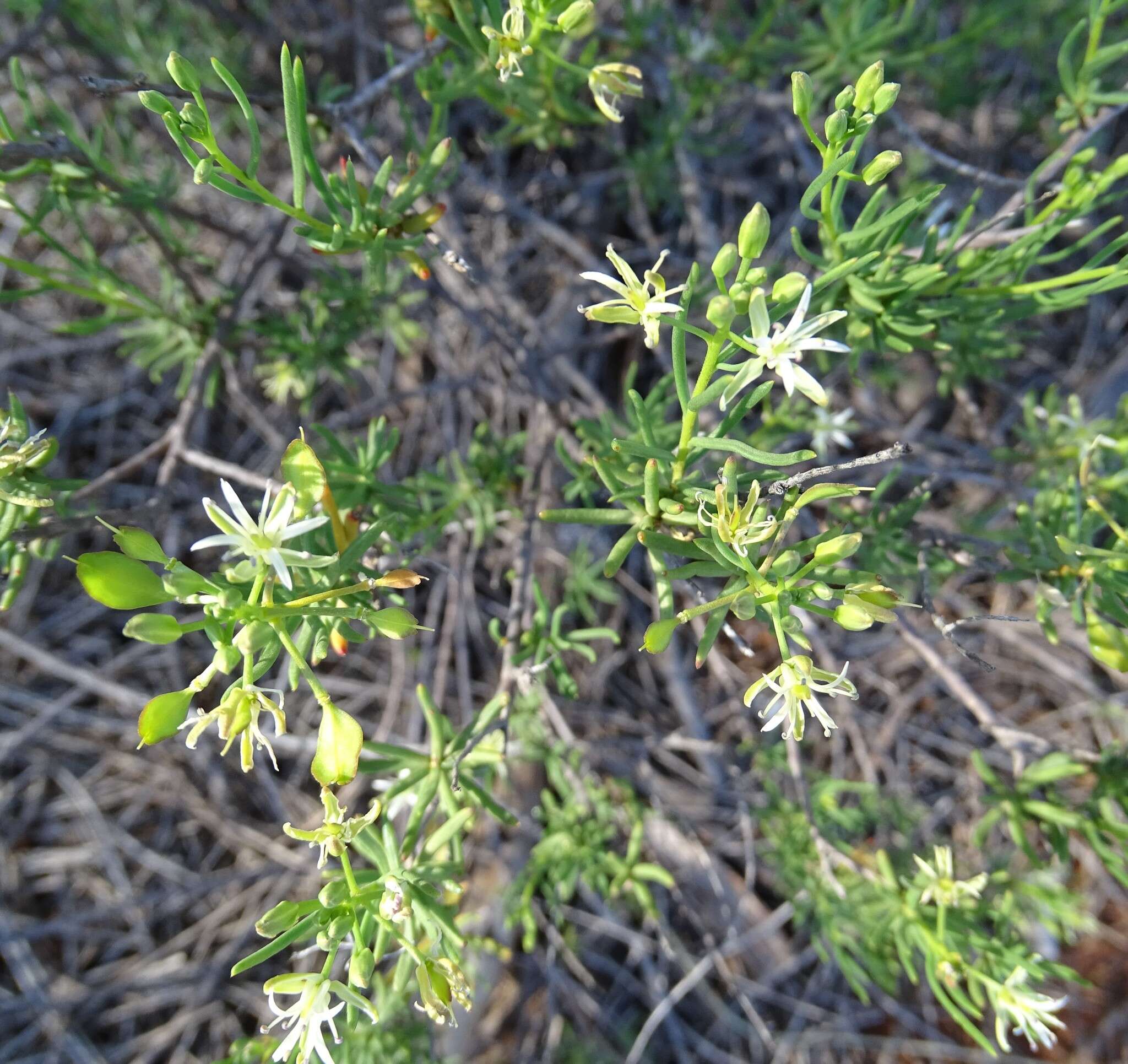 صورة Lepidium leptopetalum (F. Muell.) F. Muell.