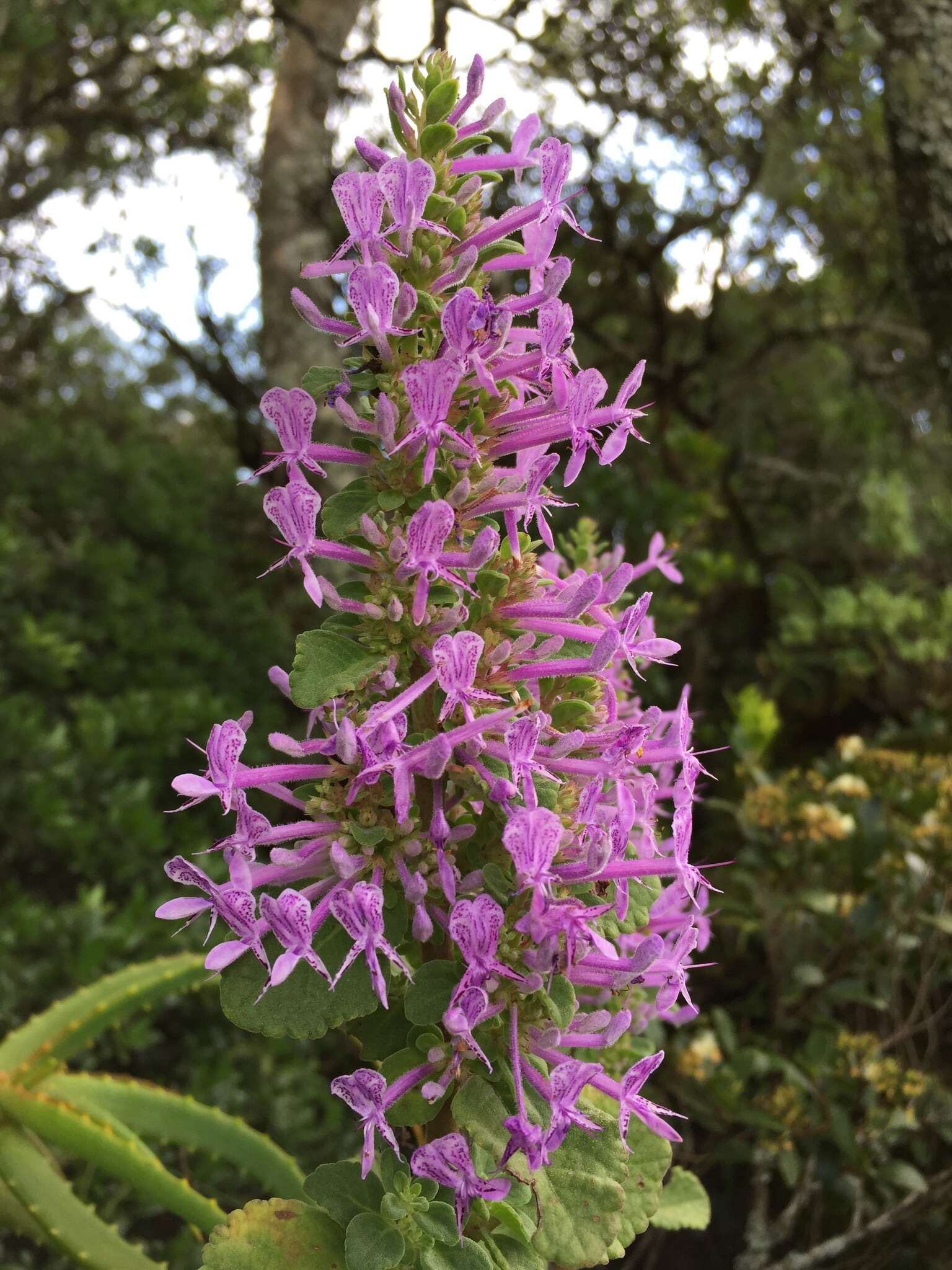 Image of Thorncroftia succulenta (R. A. Dyer & E. A. Bruce) Codd