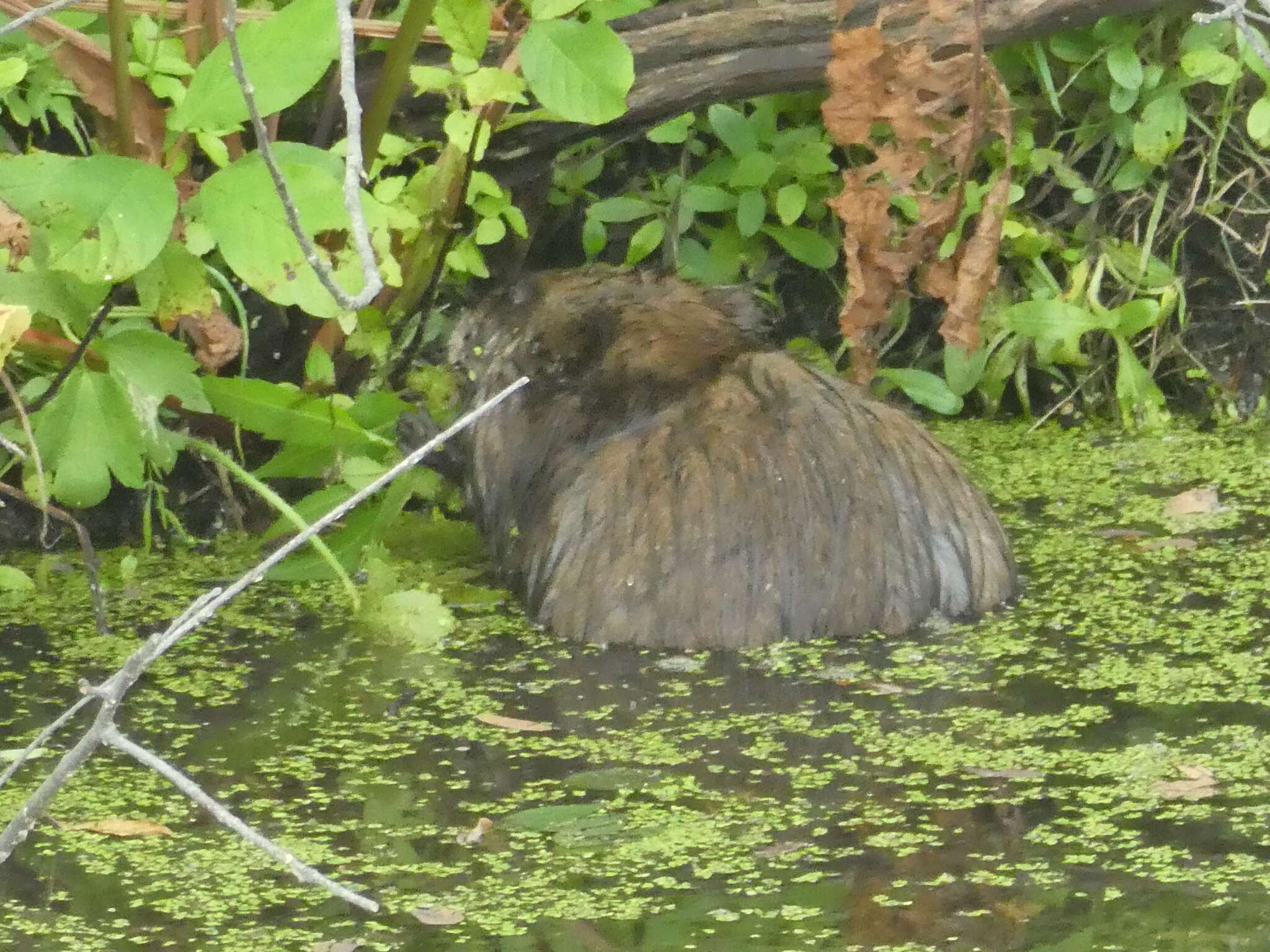 Image of Ondatra zibethicus zibethicus