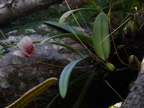 Image de Bulbophyllum lepidum (Blume) J. J. Sm.